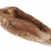 Tanned Muskrat Hide