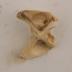 White-tailed Deer (skeletal)