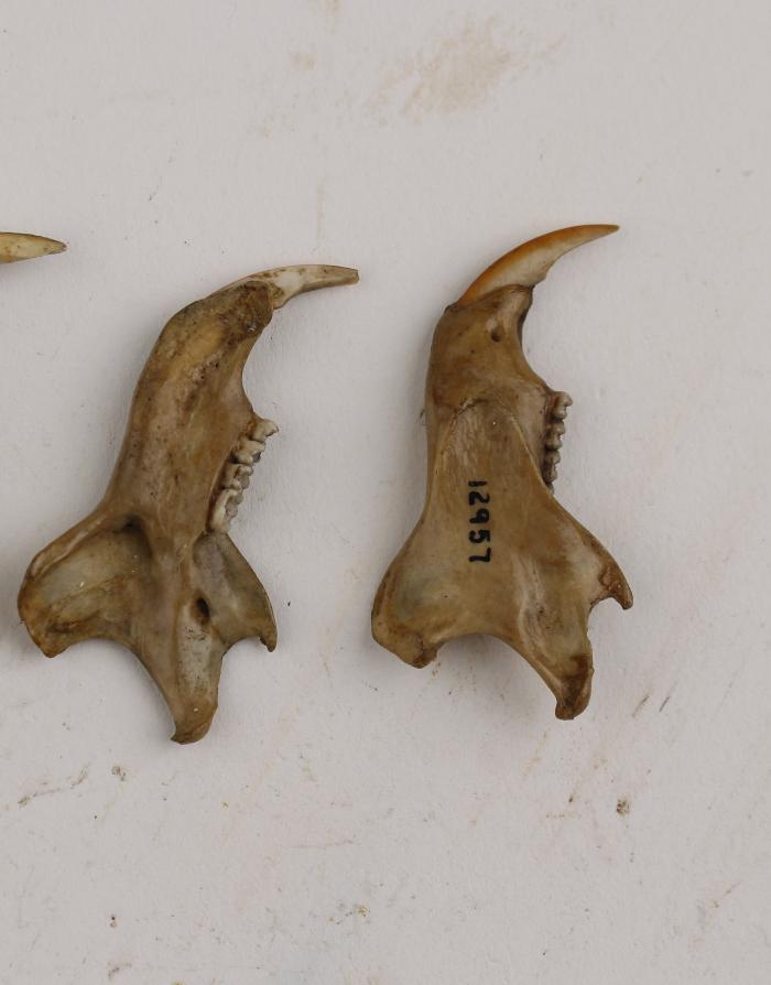 Squirrel (dentaries)