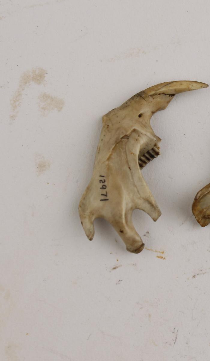 Muskrat (dentary)