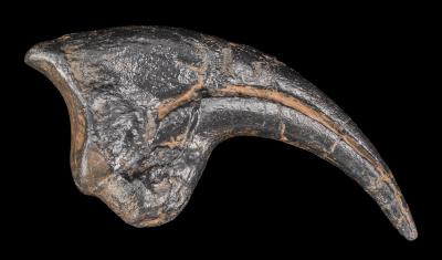 Allosaurus (claw)