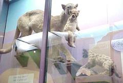 Mountain Lion, Female