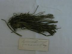 Seaweed