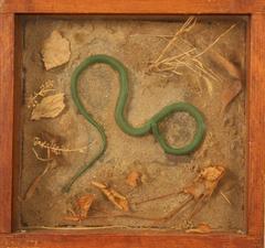 Snake, Green, School Loan Collection