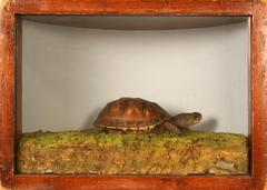 Wood Turtle, School Loan Collection