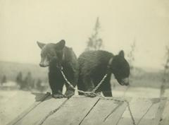 Photograph, Chained Bear Cubs