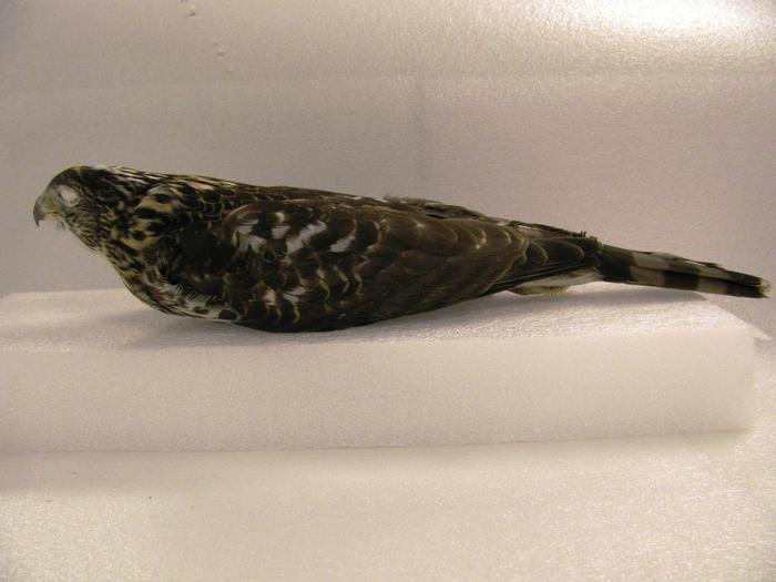Mounted Study Skin, Coopers Hawk