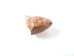 Mammoth (molar)