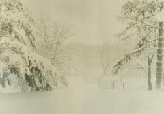 Photograph, Snow Laden Pines