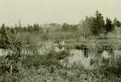 Photograph, Beaver House & Pond