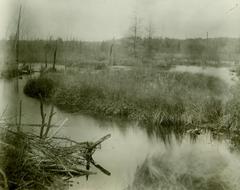 Photograph, Beaver Pond