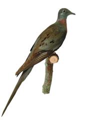 Passenger Pigeon