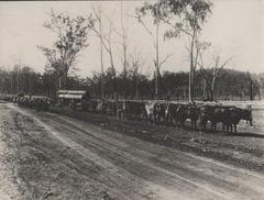Photograph, Australian Cattle Hauling Logs