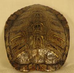 Turtle, Red Eared Slider Shell, Trachemys Scripta Elegans