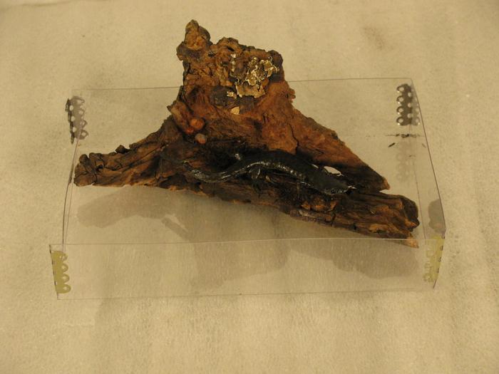 Jefferson Salamander