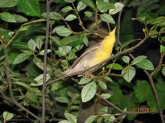 Bird Mount, Prothonotary Warbler, Female