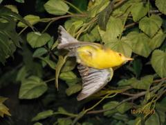 Bird Mount, Prothonotary Warbler, Male
