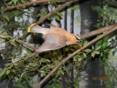 Cedar Waxwing