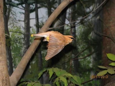 Cedar Waxwing