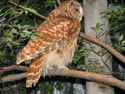 Barred Owl