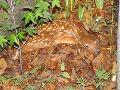 Specimen Mount, 'white-tailed Deer Fawn'
