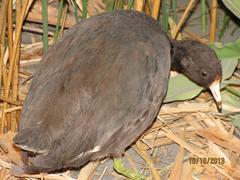 Coot, American, School Loan Collection (3 Birds)