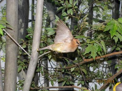 Cedar Waxwing