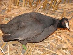 Coot, American, School Loan Collection