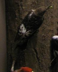 Bird Mount, Downy Woodpecker, Female