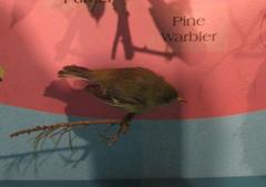 Pine Warbler, Mount