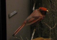 Bird Skin, Cardinal, Male