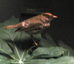 Bird Skin, Ovenbird, Female