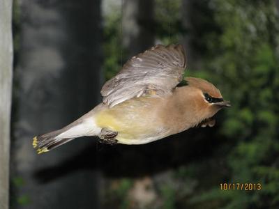 Cedar Waxwing