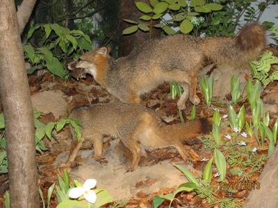 Specimen Mount, 'gray Fox Kit'