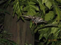 Bird Skins, Black-and-white Warbler (male)