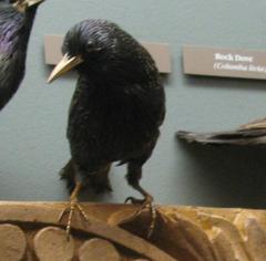 Bird Skin, Starling, Male