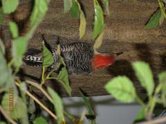 Bird Mount, Red-bellied Woodpecker, Male