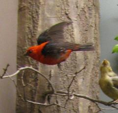 Bird Mount, Scarlet Tanager, Male