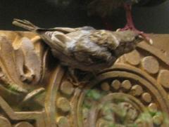 Bird Mount, English Sparrow, Male
