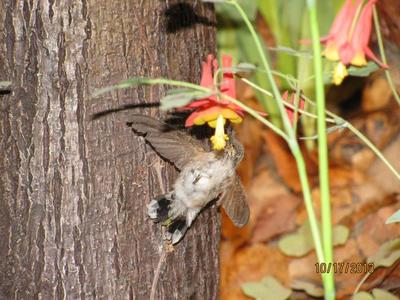 Hummingbird, Ruby-throated
