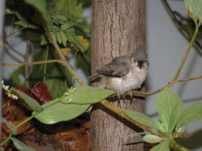 Titmouse, Tufted