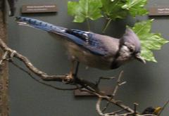 Bird Mount, Bluejay, Female