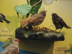 Fox Sparrow, Female And Male, Bird Skins, Mount