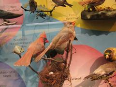 Cardinal, Cabinet Skins, Male, Mount
