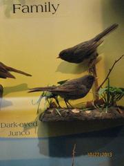 Dark-eyed Junco, Male, Bird Skins, Mount