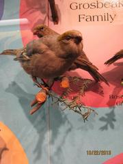 Pine Grosbeak, Female, Mount