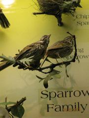 Song Sparrow, Male, Mount