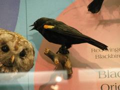 Red-winged Blackbird, School Loan Collection, Mount
