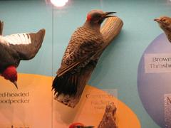 Common Flicker, Male, School Loan Collection