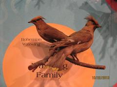 Bohemian Waxwing (mount)
